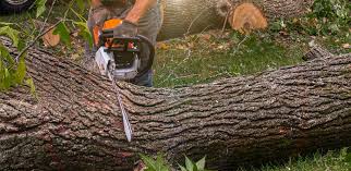 Best Tree Preservation Services  in Corrales, NM