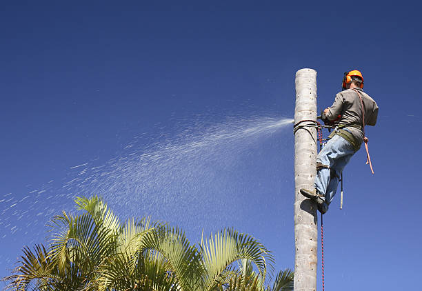 Best Hazardous Tree Removal  in Corrales, NM