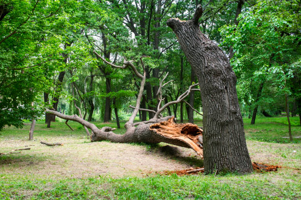 Best Tree Mulching  in Corrales, NM