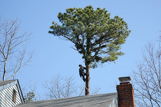 Best Leaf Removal  in Corrales, NM