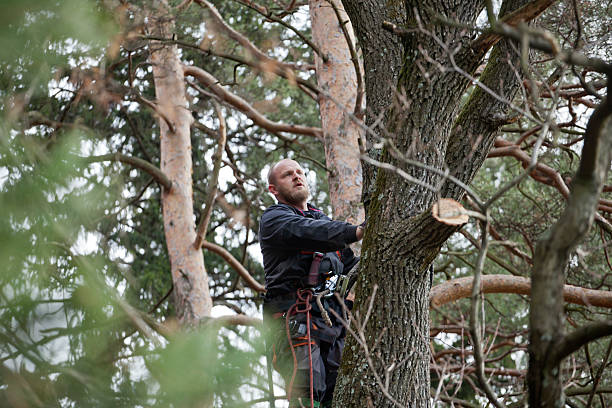 Best Fruit Tree Pruning  in Corrales, NM