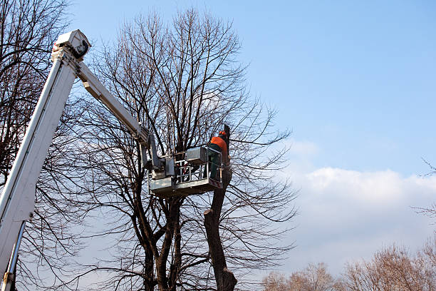 How Our Tree Care Process Works  in  Corrales, NM