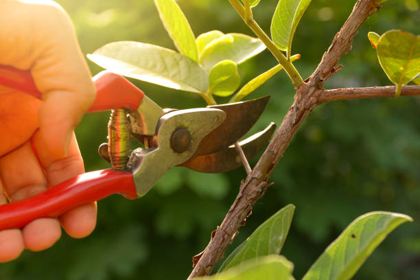 Best Storm Damage Tree Cleanup  in Corrales, NM